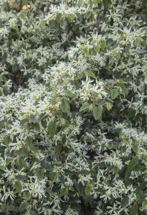 Loropetalum chinensis 'Snow Panda' (white)