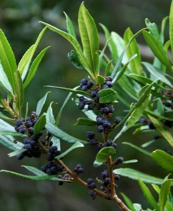 Myrica californica