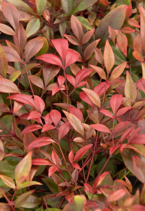 Nandina d. 'Gulf Stream'