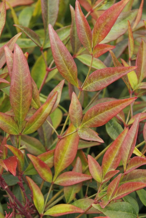 Nandina d. 'Sienna Sunrise'® PP14693