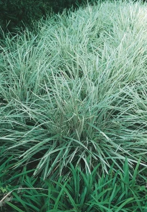 Narcissus Sempre Avanti