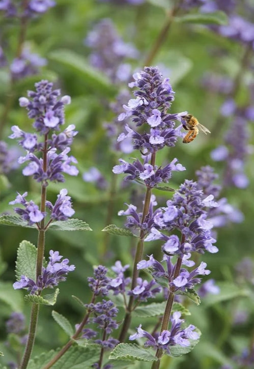 Nepeta faassenii Whispurr™ Blue
