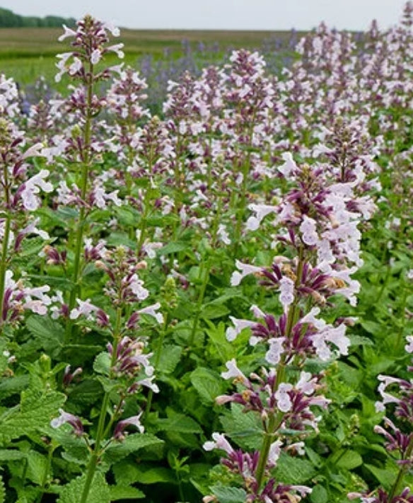 Nepeta faassenii Whispurr™ Pink
