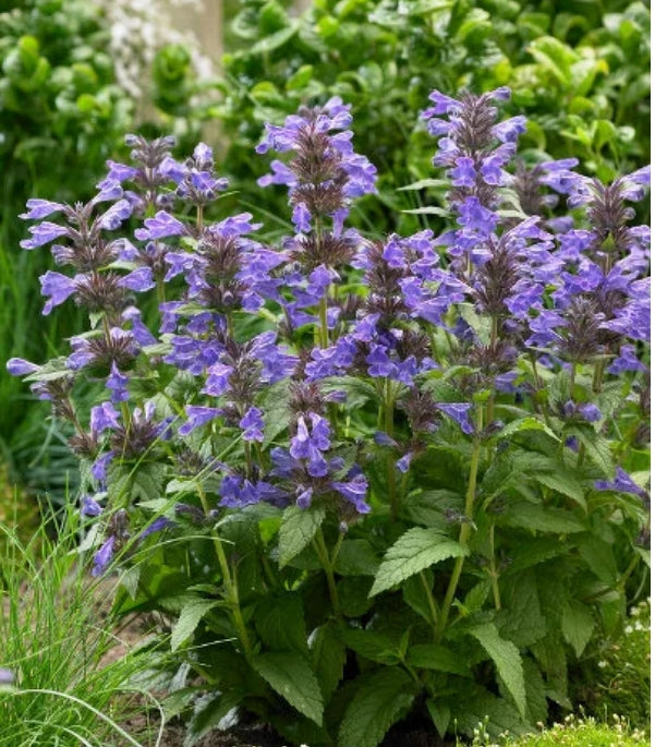 Nepeta kubanica 'Neptune' PP29556