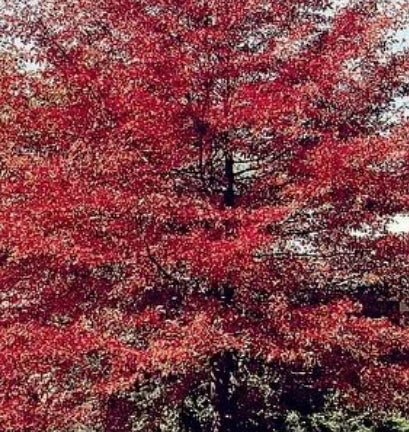 Nyssa sylvatica