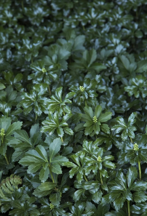 Pachysandra t. 'Green Sheen'