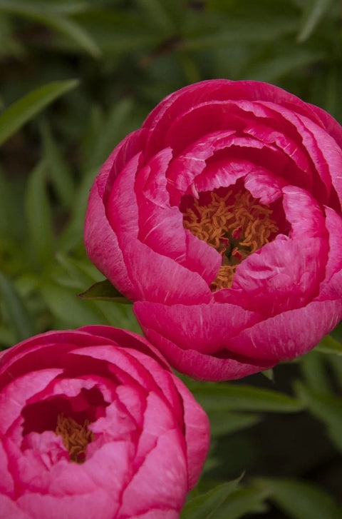 Paeonia 'Cytherea' (pink)