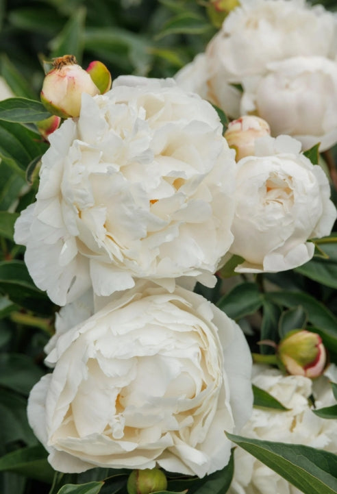 Paeonia 'Gardenia' (light pink)
