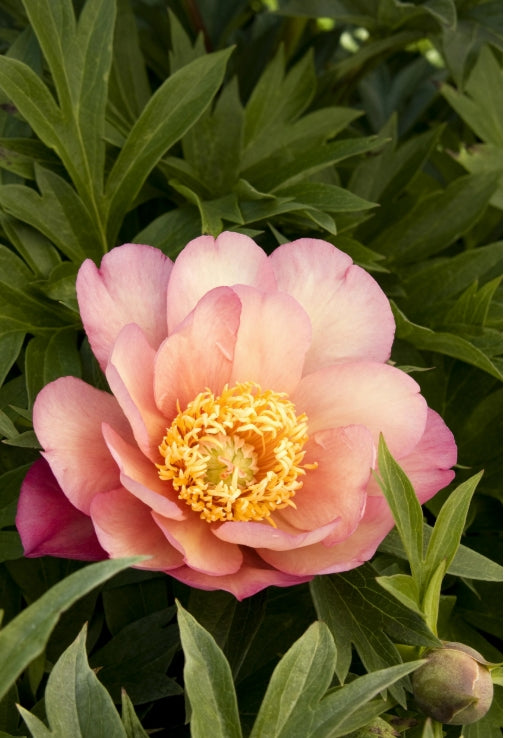 Paeonia 'Julia Rose' (pink/apricot)