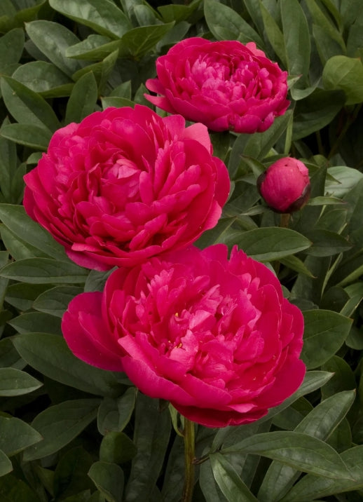 Paeonia 'Kansas' (deep pink)