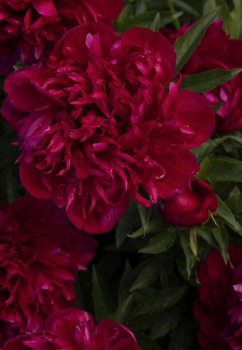 Paeonia 'Many Happy Returns' (red)