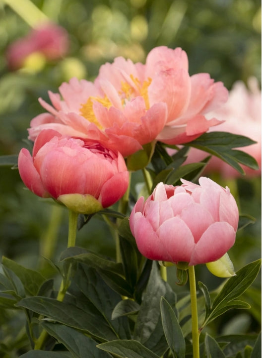 Paeonia 'Pink Hawaiian Coral' (pink/yellow)