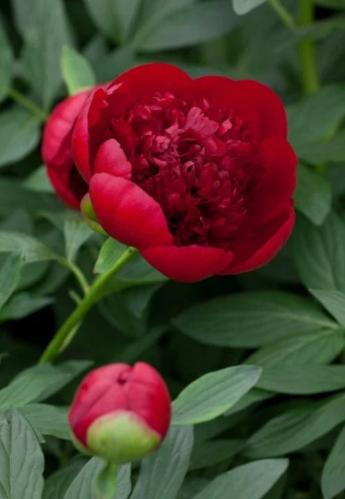 Paeonia 'Red Charm' (red)
