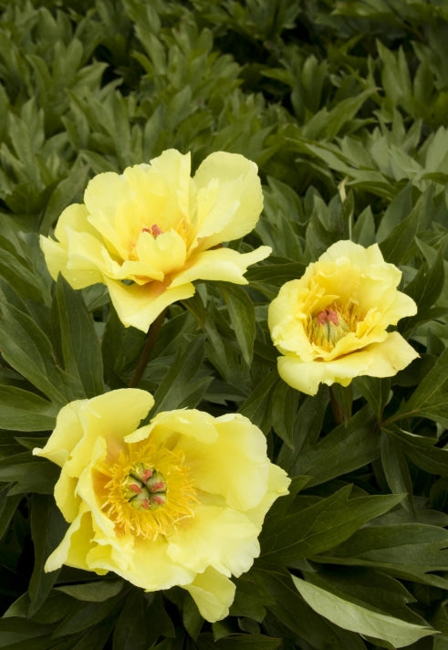 Paeonia 'Sequestered Sunshine' (Itoh yellow)