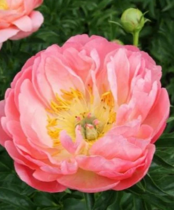Paeonia lact. 'Coral Sunset' (coral/pink)