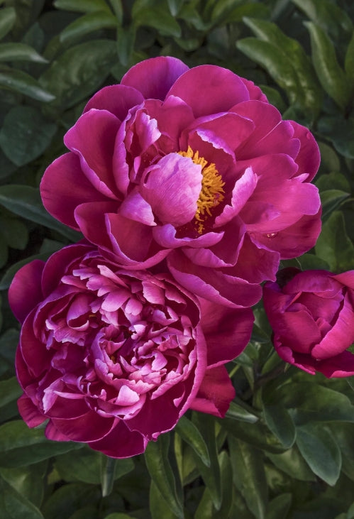 Paeonia lact. 'Red Sarah Bernhardt' (double red)