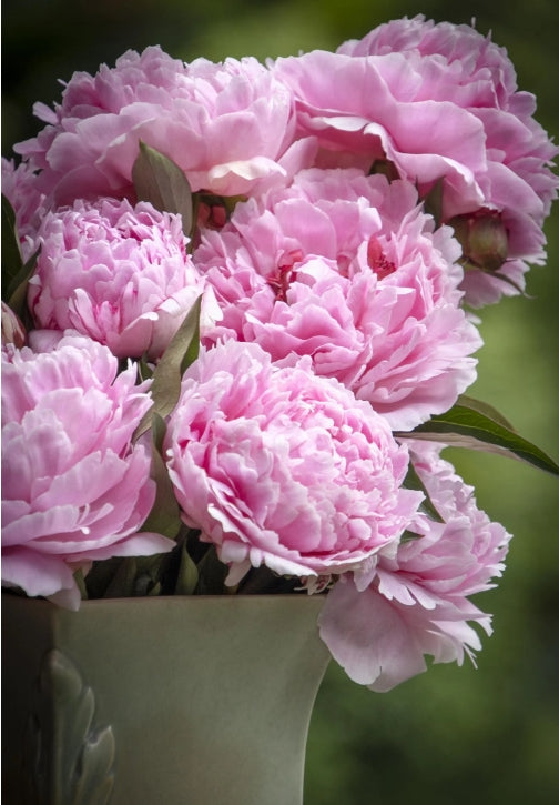 Paeonia lact. 'Sarah Bernhardt' (double pink)