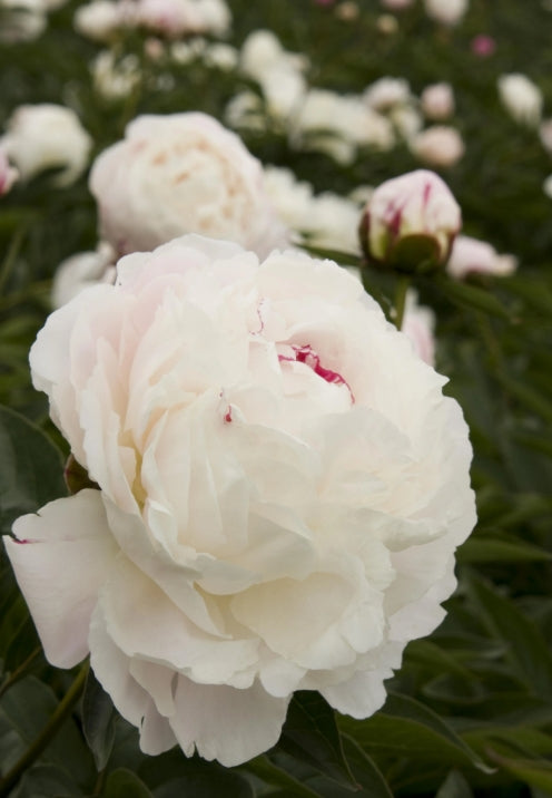 Paeonia lact. 'Shirley Temple' (white)