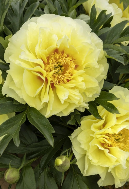 Paeonia x 'Bartzella' (Itoh double yellow)