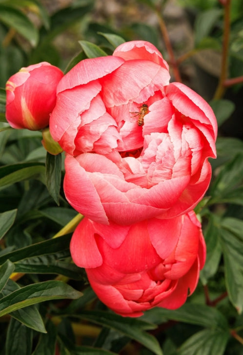 Paeonia x 'Coral Charm' (salmon)