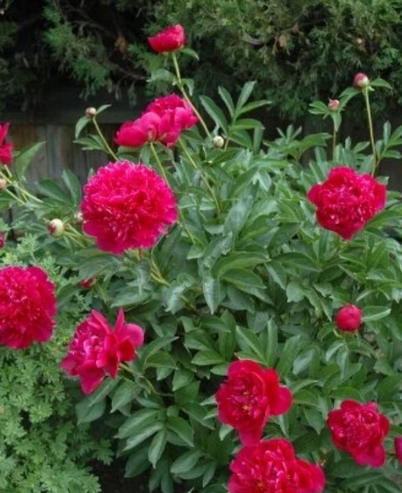Paeonia lact. 'Felix Crousse' (double red)