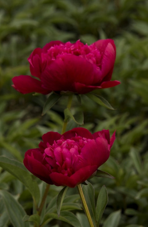 Paeonia lact. 'Inspecteur Lavergne' (double red)