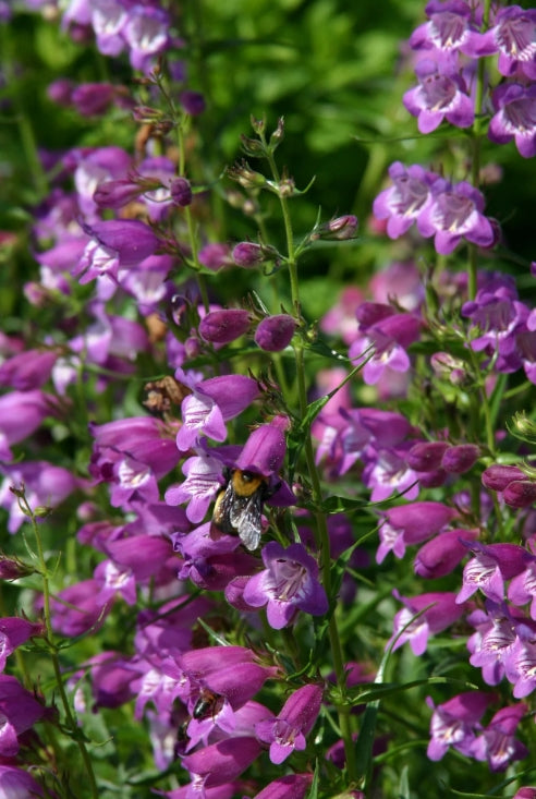 Penstemon 'Pike's Peak Purple'®