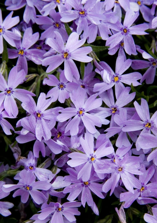 Phlox sub. 'Emerald Blue' (blue)