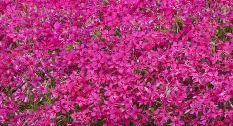 Phlox sub. 'Red Wings' (red rose)
