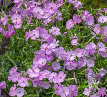 Phlox sub. 'Trot™' Pink