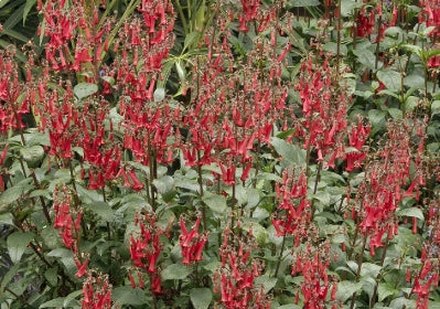 Phygelius Colorburst Deep Red