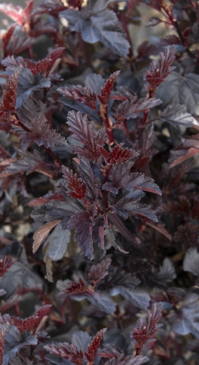 Physocarpus op. 'Darkstar®' PP33455