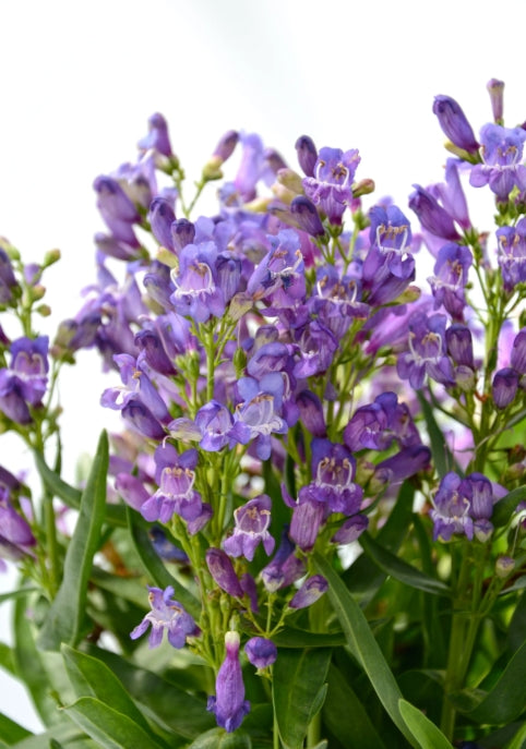 Penstemon barbatus ROCK CANDY® Blue