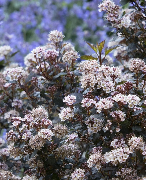 Physocarpus op. 'Little Joker'® PP27986