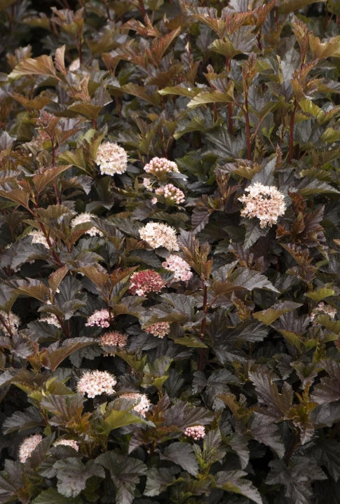 Physocarpus op. 'Petite Plum'® PP27663