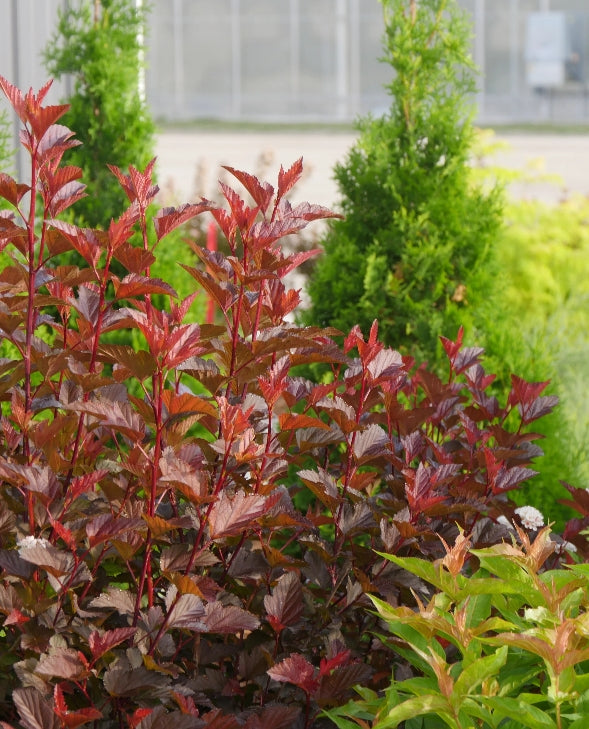 Physocarpus op. GINGER WINE® PW USPP28695 (pink/ white)