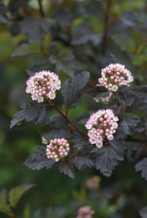 Physocarpus op. SUMMER WINE® Black PW PP30232
