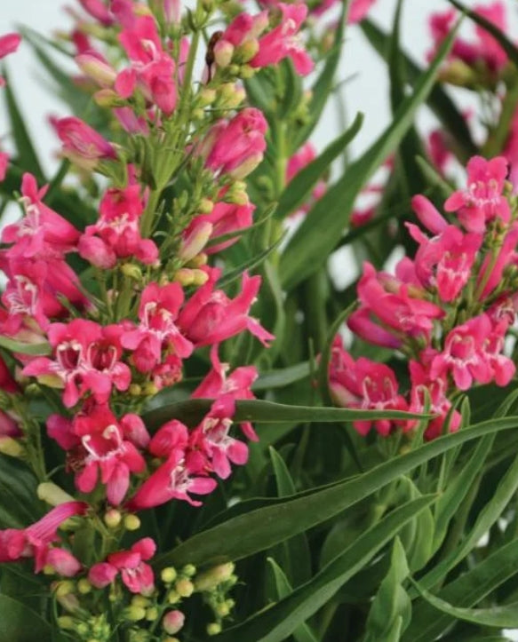 Penstemon barbatus ROCK CANDY® Ruby