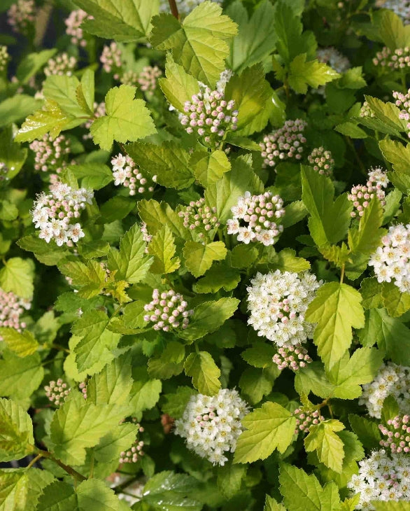 Physocarpus op. TINY WINE® PW PP26749