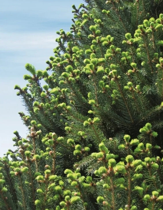 Picea a. 'Cupressina' (BBP)