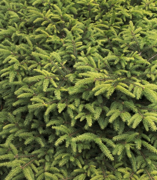 Picea a. 'Nidiformis'