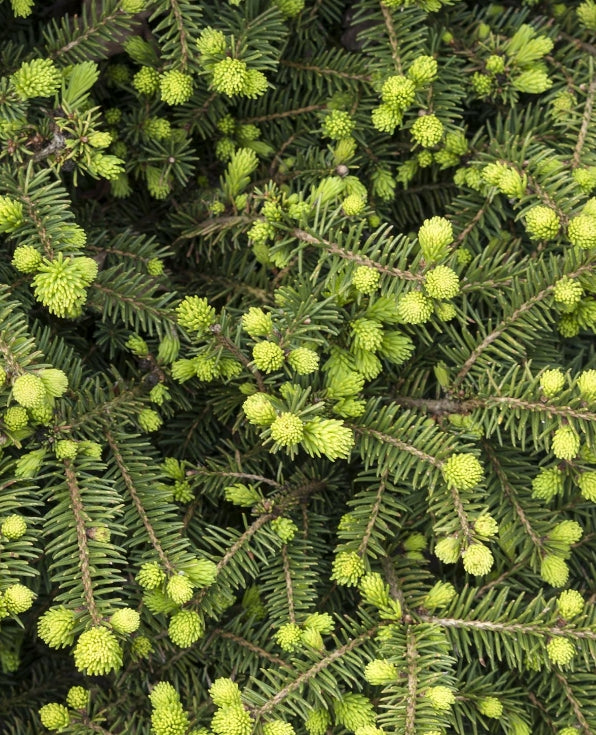 Picea a. 'Pumila'