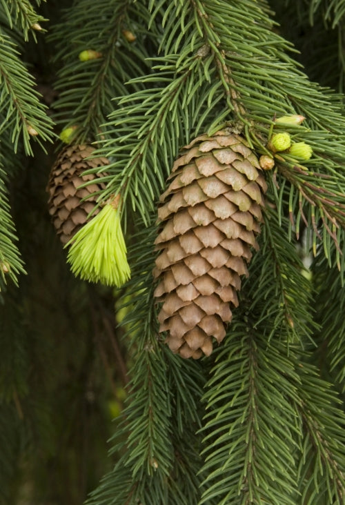 Picea abies 'Pendula', Specimen