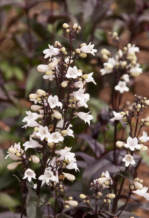 Penstemon dig. 'Husker's Red'