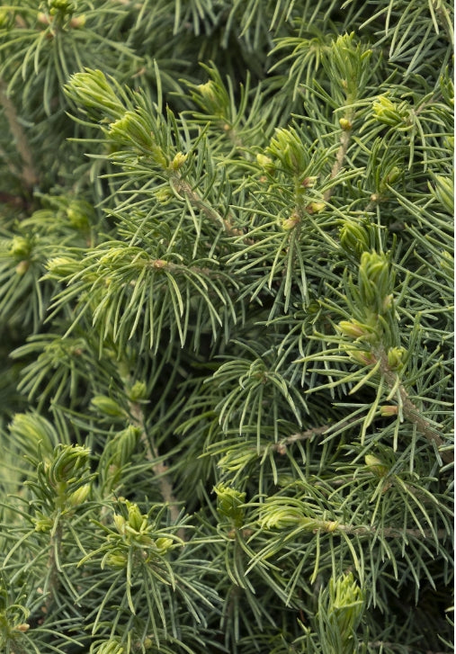 Picea glauca 'Conica' (CG)