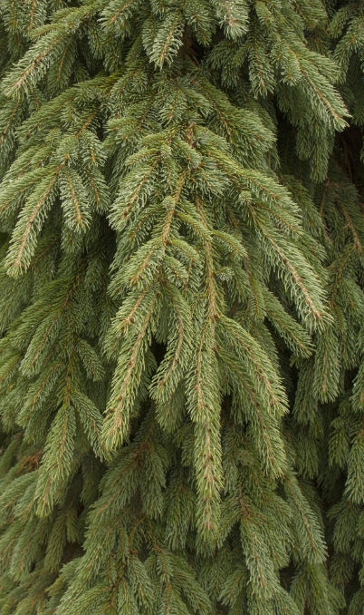 Picea glauca 'Pendula'