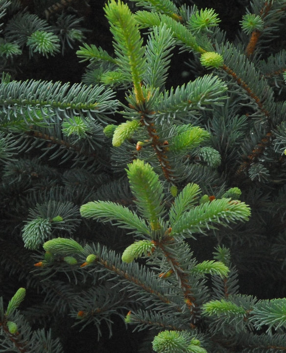 Picea p. 'Fat Albert', Christmas Tree