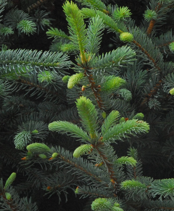 Picea pungens 'Fat Albert' (BBP)
