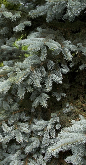 Picea pungens 'Hoopsii' (BBP)