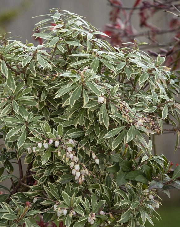Pieris japonica 'Little Heath' (variegated)